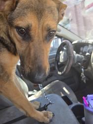 Found/Stray Female Dog last seen Cal Ranch, Tucson, AZ 85710