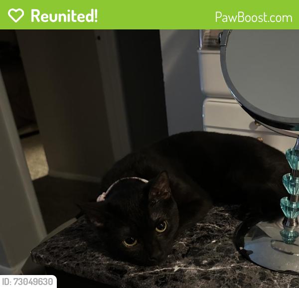 Reunited Female Cat last seen Near Lake Club Square, Columbus, OH 43232, USA, Columbus, OH 43232