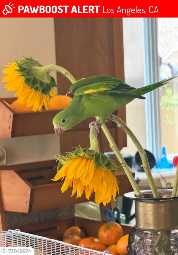 Lost Unknown Bird last seen Camden and Tennessee , Los Angeles, CA 90025