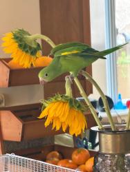 Lost Unknown Bird last seen Camden and Tennessee , Los Angeles, CA 90025