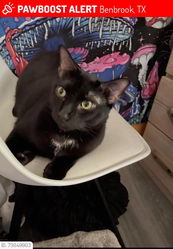 Lost Male Cat last seen Llano & Williams Rd, Benbrook, TX 76116