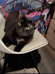 Lost Male Cat last seen Llano & Williams Rd, Benbrook, TX 76116