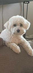 Reunited Male Dog last seen ave 49 towards coachella dirt parking lot, Coachella, CA 92236