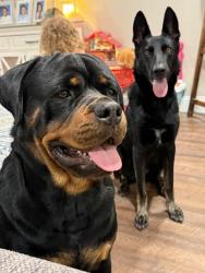 Lost Unknown Dog last seen Sanden, Ann Drive and Westgate, Wylie, TX 75098