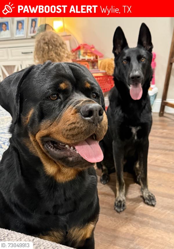 Lost Unknown Dog last seen Sanden, Ann Drive and Westgate, Wylie, TX 75098
