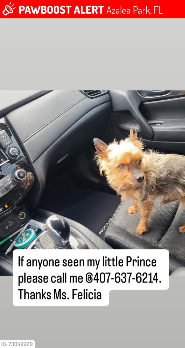 Lost Male Dog last seen Forsyth, Azalea Park, FL 32807
