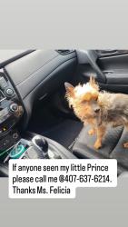 Lost Male Dog last seen Forsyth, Azalea Park, FL 32807