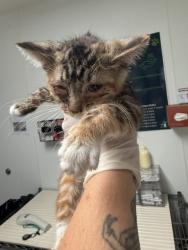 Shelter Stray Female Cat last seen Near BLOCK ALTURAS DR, BAKERSFIELD CA 93305, 3951 Fruitvale Ave, Bakersfield, CA 93308, USA