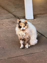 Shelter Stray Unknown Cat last seen BARTLETT X 22ND, 1419 Bryant St, San Francisco, CA 94103, USA