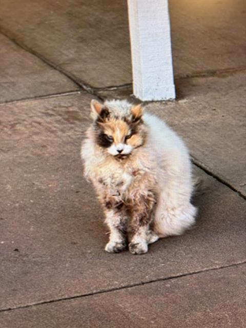 Shelter Stray Unknown Cat last seen BARTLETT X 22ND, 1419 Bryant St, San Francisco, CA 94103, USA