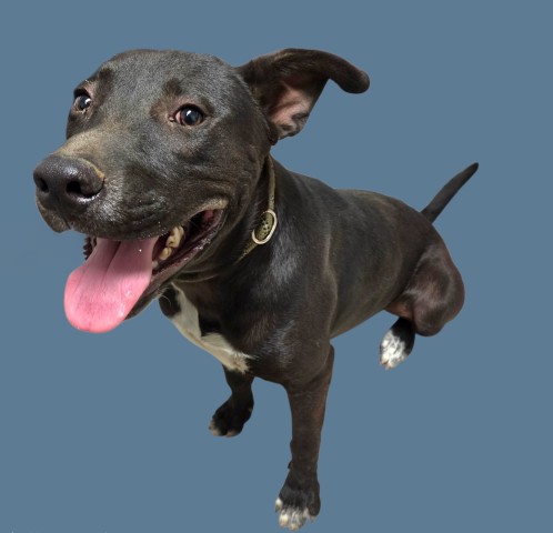 Shelter Stray Male Dog last seen Near BLOCK BAKER ST, BAKERSFIELD CA 93305, 3951 Fruitvale Ave, Bakersfield, CA 93308, USA