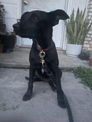 Found/Stray Female Dog last seen Silvertip Dr and Dall Trail Ingram Hills neighborhood, San Antonio, TX 78228