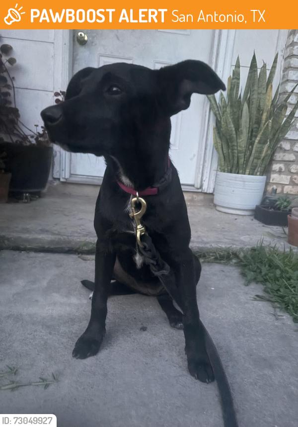 Found/Stray Female Dog last seen Silvertip Dr and Dall Trail Ingram Hills neighborhood, San Antonio, TX 78228