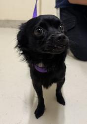 Shelter Stray Male Dog last seen HARVEY GREEN ELEMENTARY, 1950 Stevenson Blvd, Fremont, CA 94538, USA