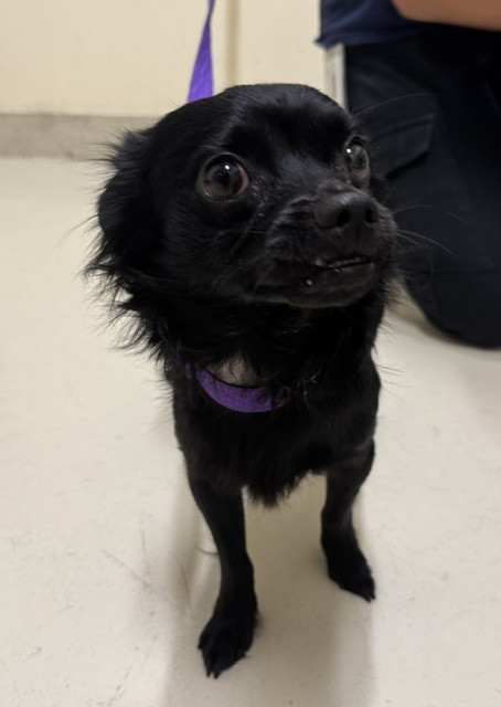 Shelter Stray Male Dog last seen HARVEY GREEN ELEMENTARY, 1950 Stevenson Blvd, Fremont, CA 94538, USA