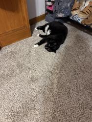 Reunited Female Cat last seen Bonita ct. , Fayetteville, NC 28314