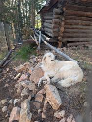 Reunited Male Dog last seen Near Navajo Trail, Evergreen, CO 80439, USA, Evergreen, CO 80439
