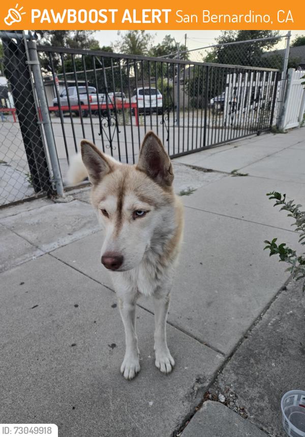 Found/Stray Female Dog last seen 2nd and Mt. Vernin, San Bernardino, CA 92410