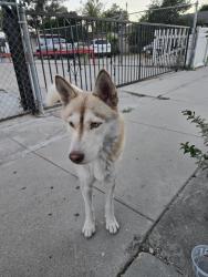 Found/Stray Female Dog last seen 2nd and Mt. Vernin, San Bernardino, CA 92410