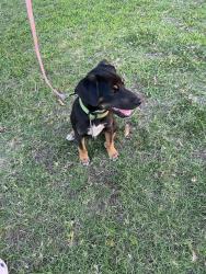 Found/Stray Male Dog last seen Yellow rose ct , Bakersfield, CA 93307