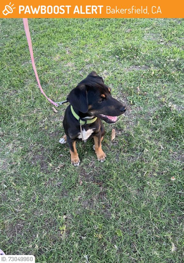 Found/Stray Male Dog last seen Yellow rose ct , Bakersfield, CA 93307