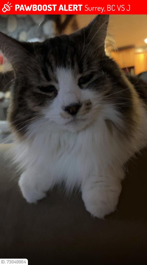 Lost Female Cat last seen 180th 57A avenue, Surrey, BC V3S 1J6