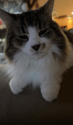 Lost Female Cat last seen 180th 57A avenue, Surrey, BC V3S 1J6