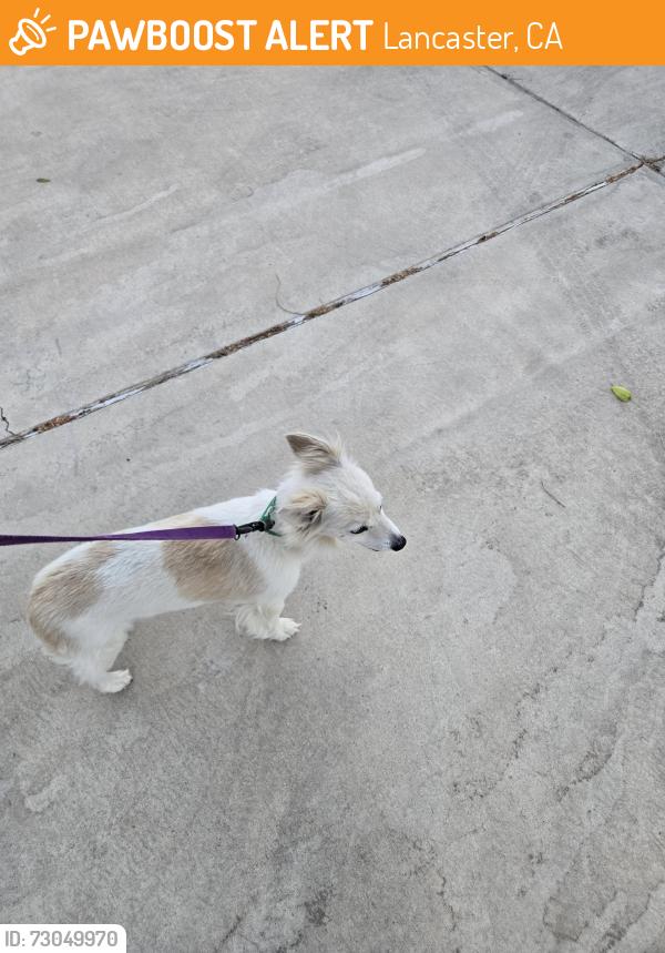 Found/Stray Unknown Dog last seen W Ave H-8, Lancaster, CA 93536
