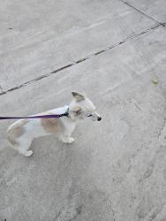 Found/Stray Unknown Dog last seen W Ave H-8, Lancaster, CA 93536