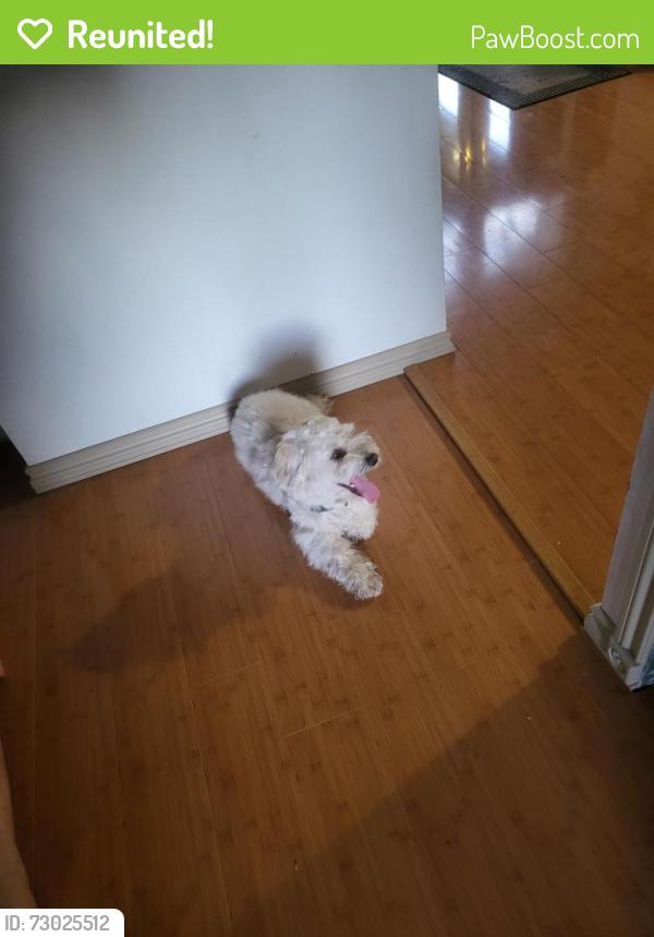 Reunited Male Dog last seen Near 184th Pl se covington , Covington, WA 98042