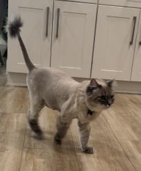 Reunited Male Cat last seen Oak Ridge Dr street in Roseville 95661 with Coloma, Roseville, CA 95661