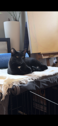 Lost Male Cat last seen Whipple street and Mononghela Ave, Pittsburgh, PA 15218