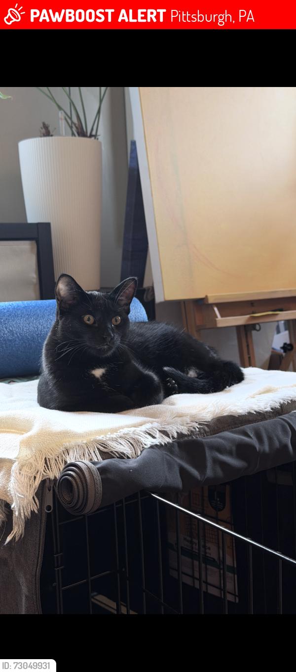 Lost Male Cat last seen Whipple street and Mononghela Ave, Pittsburgh, PA 15218