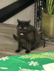 Reunited Male Cat last seen Dundas and Winston Churchill, Mississauga, ON L5K 1S1