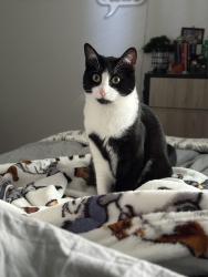 Lost Male Cat last seen near Curry Ave and Harridsburg road, Lexington, KY 40508
