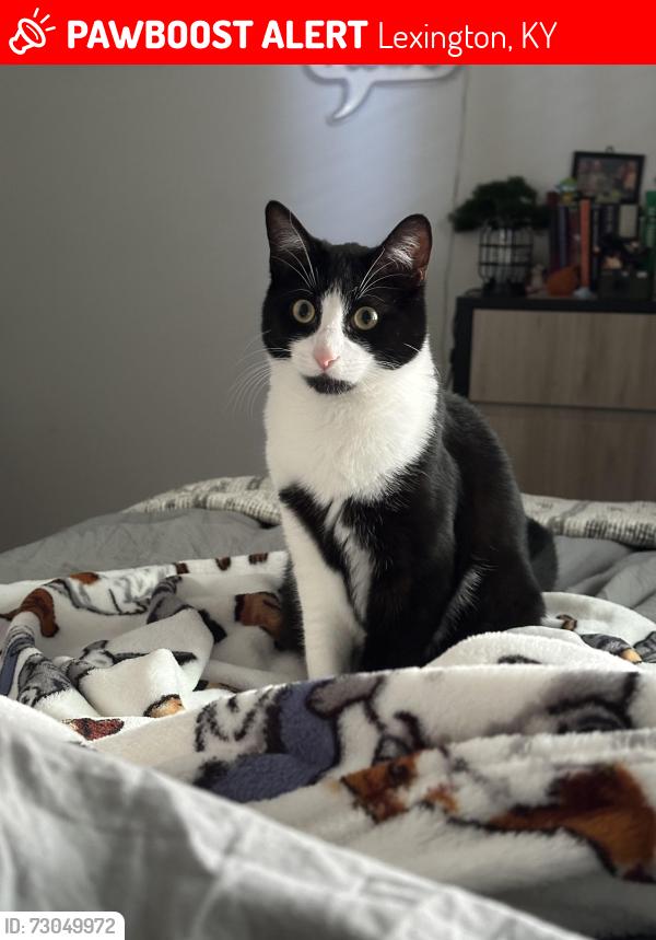 Lost Male Cat last seen near Curry Ave and Harridsburg road, Lexington, KY 40508