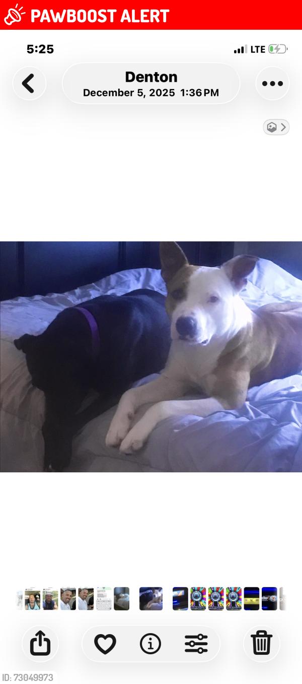 Lost Male Dog last seen Whitesettlment rd and elementary school, White Settlement, TX 76108
