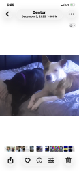 Lost Male Dog last seen Whitesettlment rd and elementary school, White Settlement, TX 76108