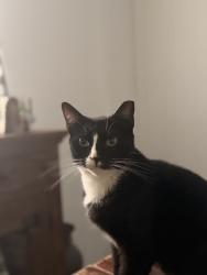 Lost Female Cat last seen Bridlewood Ln, Stanley, NC 28164