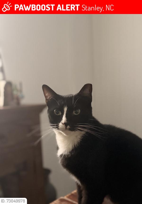 Lost Female Cat last seen Bridlewood Ln, Stanley, NC 28164