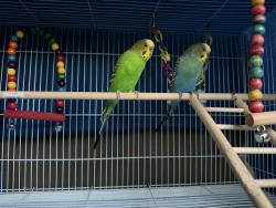 Lost Male Bird last seen Near Seafood City, Union City, CA 94587
