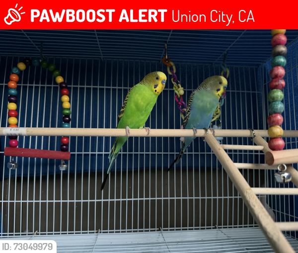 Lost Male Bird last seen Near Seafood City, Union City, CA 94587