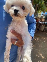 Lost Female Dog last seen Mcdonnell and First Street in East LA, East Los Angeles, CA 90022