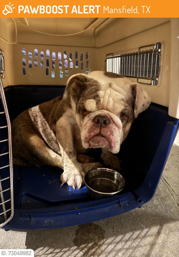 Found/Stray Female Dog last seen Collins/Ragland, Mansfield, TX 76063