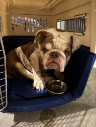 Found/Stray Female Dog last seen Collins/Ragland, Mansfield, TX 76063