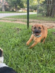 Found/Stray Male Dog last seen Near w Monterey st. Denison, Tx. , Denison, TX 75020