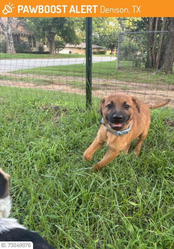 Found/Stray Male Dog last seen Near w Monterey st. Denison, Tx. , Denison, TX 75020