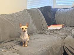 Lost Male Dog last seen Orangewood & euclid , Garden Grove, CA 92840