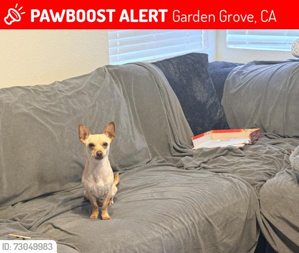 Lost Male Dog last seen Orangewood & euclid , Garden Grove, CA 92840