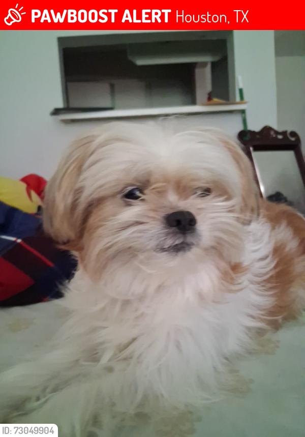 Lost Male Dog last seen W Bellfort ave Houston tx 77035, Houston, TX 77035